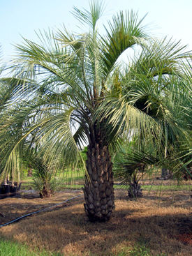 Butia capitata - south carolina wholesale palm trees